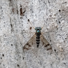 Heteropsilopus sp. (genus) at Bundanoon, NSW - 19 Jan 2022