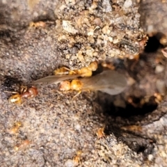 Pheidole sp. (genus) at Wingecarribee Local Government Area - 19 Jan 2022 by tpreston