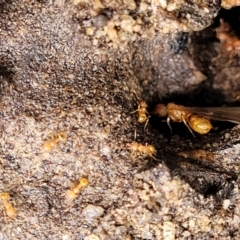 Pheidole sp. (genus) at Bundanoon, NSW - 19 Jan 2022