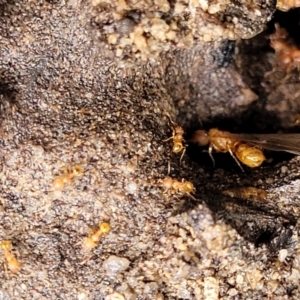 Pheidole sp. (genus) at Bundanoon, NSW - 19 Jan 2022 12:33 PM