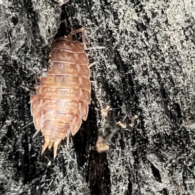 Porcellio scaber (Common slater) at Bundanoon - 19 Jan 2022 by trevorpreston