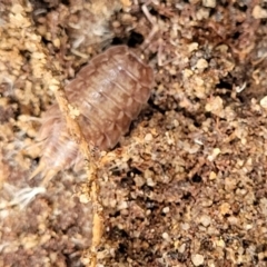 Porcellio scaber at Bundanoon, NSW - 19 Jan 2022 12:30 PM