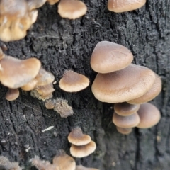 Unverified Cap, gills below, no stem & usually on wood [stemless mushrooms & the like] at Bundanoon, NSW - 19 Jan 2022 by trevorpreston