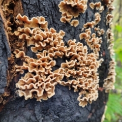 Stereum hirsutum (Hairy Curtain Crust) at Bundanoon, NSW - 19 Jan 2022 by trevorpreston