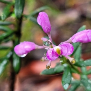 Comesperma ericinum at Bundanoon, NSW - 19 Jan 2022