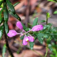 Comesperma ericinum at Bundanoon, NSW - 19 Jan 2022