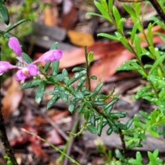 Comesperma ericinum at Bundanoon, NSW - 19 Jan 2022