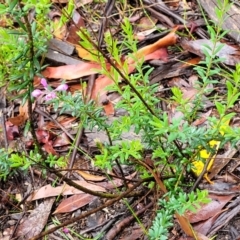 Comesperma ericinum at Bundanoon, NSW - 19 Jan 2022