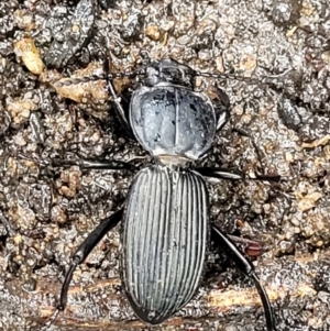 Cardiothorax australis at Bundanoon, NSW - 19 Jan 2022