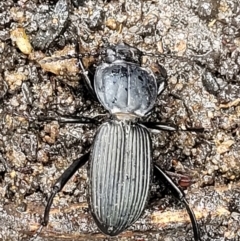 Unidentified Darkling beetle (Tenebrionidae) (TBC) at Bundanoon, NSW - 19 Jan 2022 by tpreston