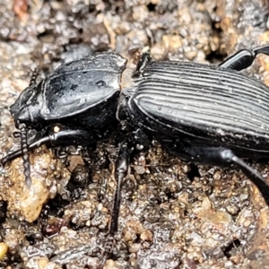 Cardiothorax australis at Bundanoon, NSW - 19 Jan 2022