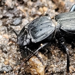 Cardiothorax australis at Bundanoon, NSW - 19 Jan 2022 12:20 PM