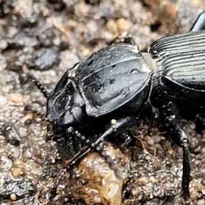 Cardiothorax australis at Bundanoon, NSW - 19 Jan 2022