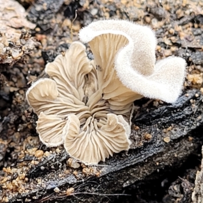 Unidentified Cap, gills below, no stem & usually on wood [stemless mushrooms & the like] at Wingecarribee Local Government Area - 19 Jan 2022 by tpreston