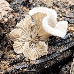 Unidentified Cap, gills below, no stem & usually on wood [stemless mushrooms & the like] (TBC) at Morton National Park - 19 Jan 2022 by tpreston