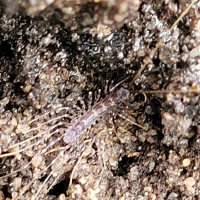 Scutigeridae (family) (A scutigerid centipede) at Wingecarribee Local Government Area - 19 Jan 2022 by trevorpreston