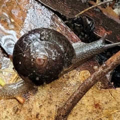 Sauroconcha gulosa (Illawarra Forest Snail) at Morton National Park - 19 Jan 2022 by trevorpreston