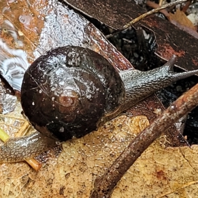 Sauroconcha gulosa (Illawarra Forest Snail) at Wingecarribee Local Government Area - 19 Jan 2022 by tpreston