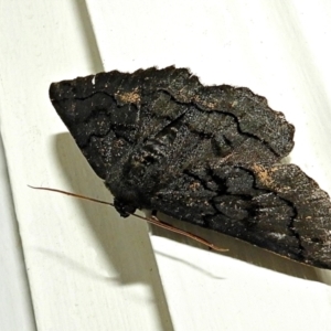 Melanodes anthracitaria at Crooked Corner, NSW - 3 Jan 2022