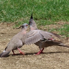 Ocyphaps lophotes (Crested Pigeon) at Fyshwick, ACT - 19 Jan 2022 by RodDeb