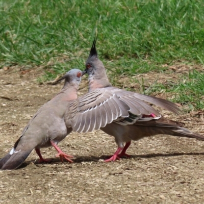 Ocyphaps lophotes (Crested Pigeon) at Jerrabomberra Wetlands - 19 Jan 2022 by RodDeb