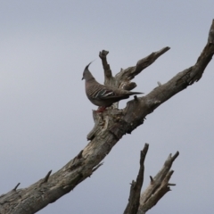 Ocyphaps lophotes at Fyshwick, ACT - 19 Jan 2022