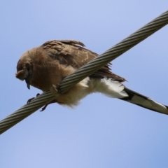 Spilopelia chinensis (Spotted Dove) at Fyshwick, ACT - 19 Jan 2022 by RodDeb