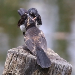 Rhipidura leucophrys (Willie Wagtail) at Fyshwick, ACT - 19 Jan 2022 by RodDeb