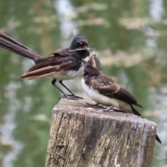 Rhipidura leucophrys at Fyshwick, ACT - 19 Jan 2022