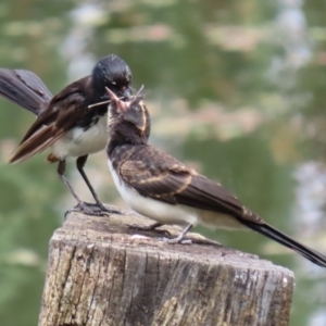 Rhipidura leucophrys at Fyshwick, ACT - 19 Jan 2022