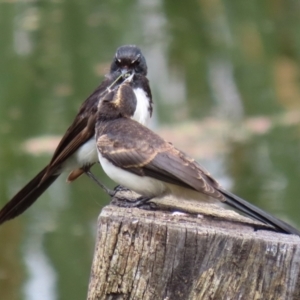 Rhipidura leucophrys at Fyshwick, ACT - 19 Jan 2022