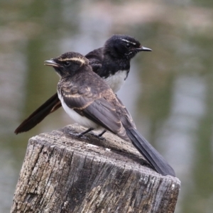 Rhipidura leucophrys at Fyshwick, ACT - 19 Jan 2022