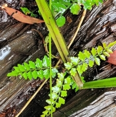 Pandorea pandorana (Wonga Wonga Vine) at Morton National Park - 19 Jan 2022 by tpreston