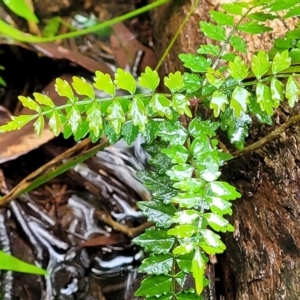 Pandorea pandorana at Bundanoon, NSW - 19 Jan 2022