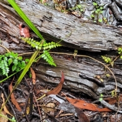 Pandorea pandorana at Bundanoon, NSW - 19 Jan 2022