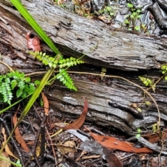 Pandorea pandorana at Bundanoon, NSW - 19 Jan 2022 12:11 PM