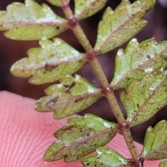 Pandorea pandorana at Bundanoon, NSW - 19 Jan 2022