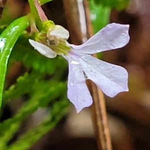 Lobelia anceps at Bundanoon, NSW - 19 Jan 2022