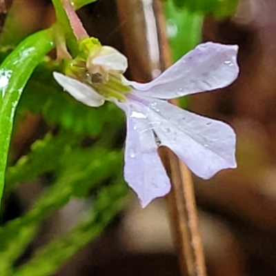 Lobelia anceps (Angled Lobelia) at Bundanoon - 19 Jan 2022 by trevorpreston