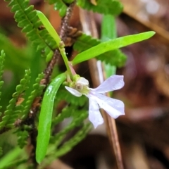 Lobelia anceps at Bundanoon, NSW - 19 Jan 2022 12:10 PM