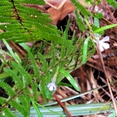 Lobelia anceps at Bundanoon, NSW - 19 Jan 2022 12:10 PM