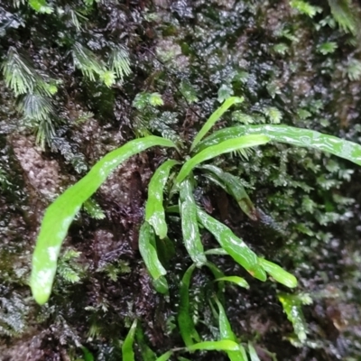 Notogrammitis billardierei (Finger Fern) at Morton National Park - 19 Jan 2022 by trevorpreston