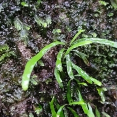 Notogrammitis billardierei at Bundanoon, NSW - 19 Jan 2022