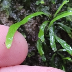 Notogrammitis billardierei at Bundanoon, NSW - 19 Jan 2022