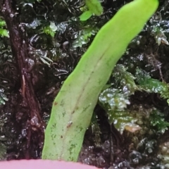 Notogrammitis billardierei at Bundanoon, NSW - 19 Jan 2022