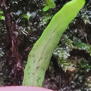 Notogrammitis billardierei at Bundanoon, NSW - 19 Jan 2022