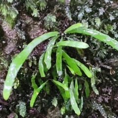 Notogrammitis billardierei at Bundanoon, NSW - 19 Jan 2022