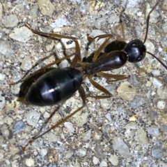 Camponotus sp. (genus) (A sugar ant) at QPRC LGA - 19 Jan 2022 by Steve_Bok