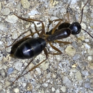 Camponotus claripes at Jerrabomberra, NSW - 19 Jan 2022