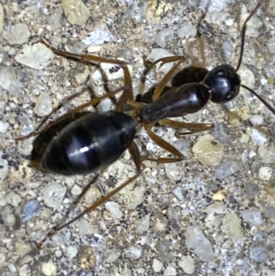 Camponotus sp. (genus) (A sugar ant) at Jerrabomberra, NSW - 19 Jan 2022 by SteveBorkowskis